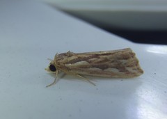 Meyrickella torquesauria