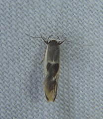 Stathmopoda megathyma
