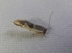 Stathmopoda megathyma