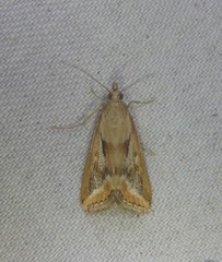 Achyra massalis