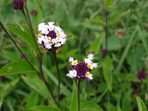 Brushland shrubverbena (Lantana achyranthifolia)