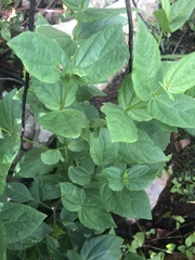 Thunbergia natalensis