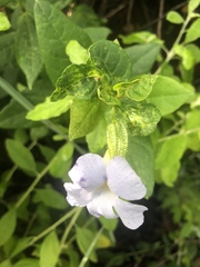 Thunbergia natalensis