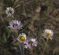 Erigeron glabellus pubescens