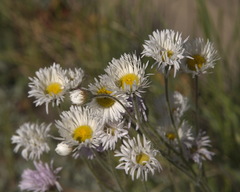 Erigeron glabellus pubescens