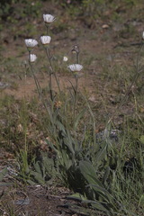 Erigeron glabellus pubescens
