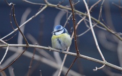 Cyanistes caeruleus