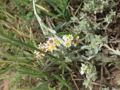 Helichrysum argyrosphaerum