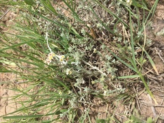 Helichrysum argyrosphaerum