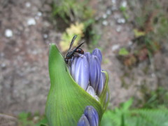 Ancistrocerus madaera