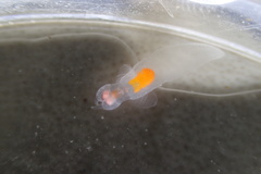 Clione limacina