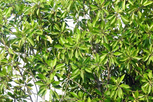 Image of Bruguiera cylindrica by (c) Manoj Karingamadathil, some rights reserved (CC BY-SA)
