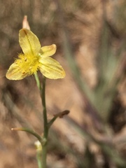 Bulbine capitata