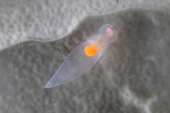 Clione limacina