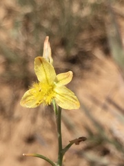 Bulbine capitata