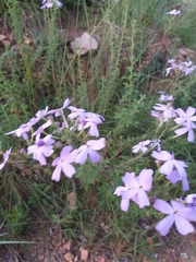 Jamesbrittenia grandiflora