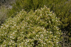 Olearia nummulariifolia