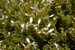 Olearia nummulariifolia