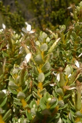 Olearia nummulariifolia