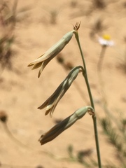 Dipcadi ciliare