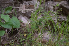 Galium scabrelloides