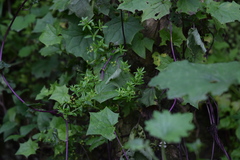 Galium scabrelloides