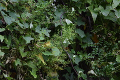 Galium scabrelloides