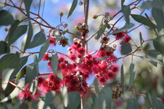 Eucalyptus sideroxylon sideroxylon