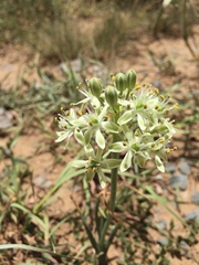 Albuca prasina