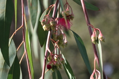 Eucalyptus sideroxylon sideroxylon