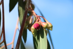 Eucalyptus sideroxylon sideroxylon