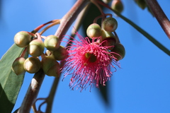 Eucalyptus sideroxylon sideroxylon