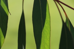 Eucalyptus sideroxylon sideroxylon