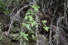 Dioscorea rupicola