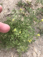 Descurainia pinnata glabra