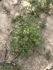 Descurainia pinnata glabra