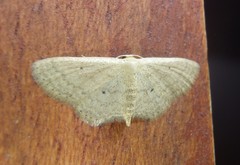 Scopula hypochra