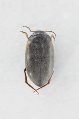 Hydroporus planus