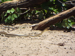 Psammophis orientalis