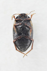 Hydroporus planus