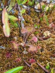 Drosera rotundifolia image