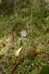 Veronica decora