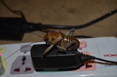 Spalacomimus magnus