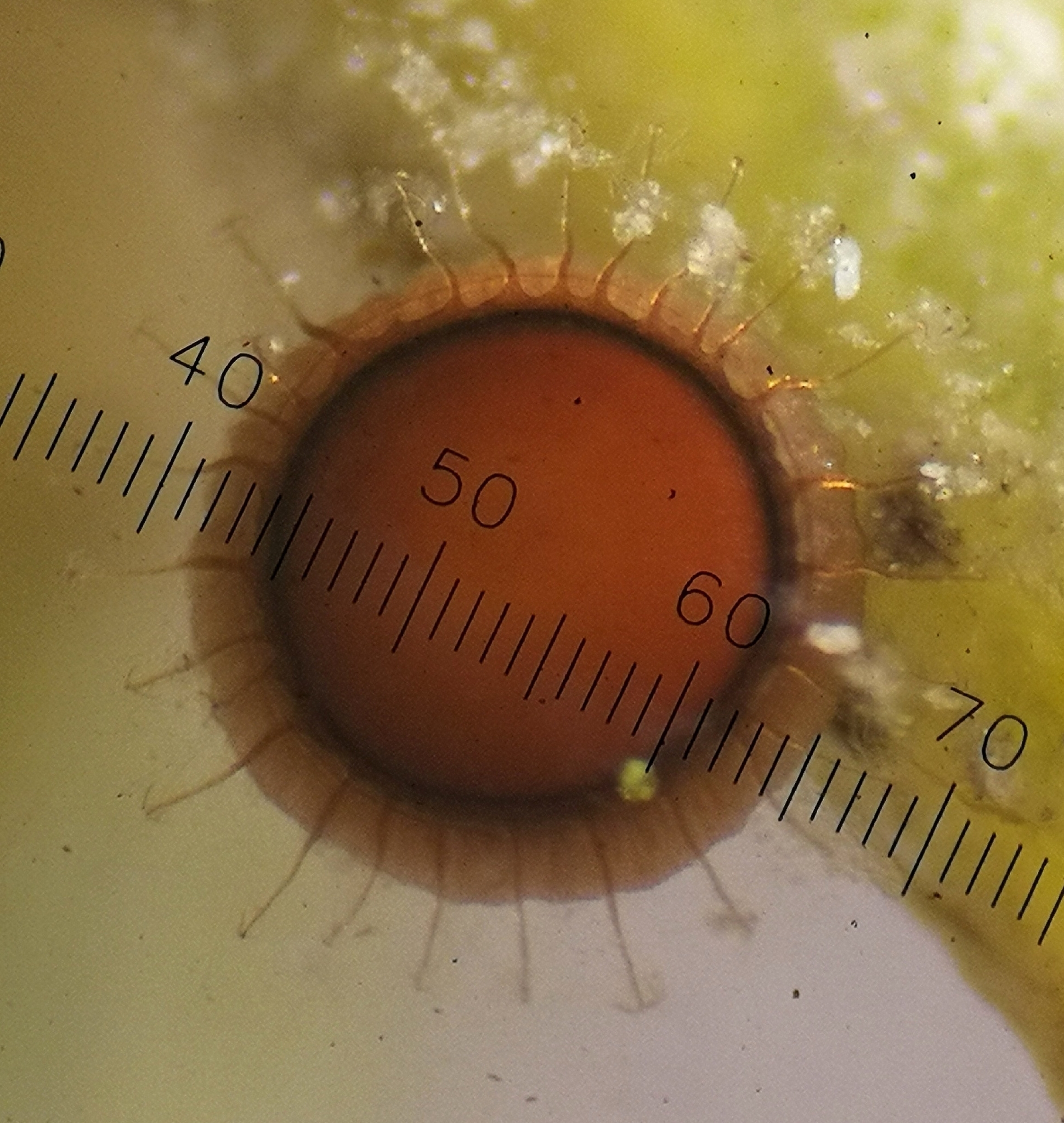 Cristatella mucedo Cuvier, 1798