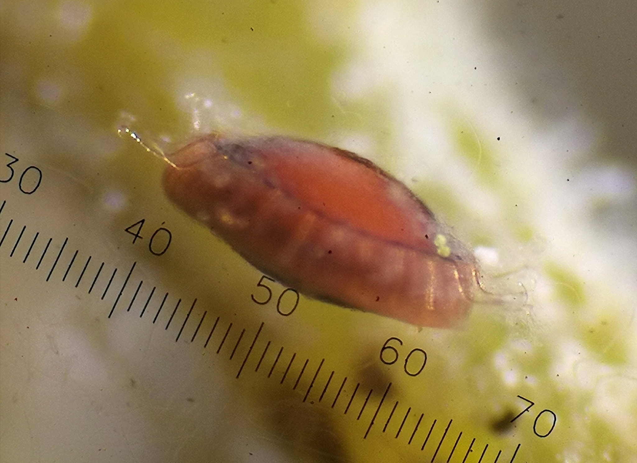Cristatella mucedo Cuvier, 1798