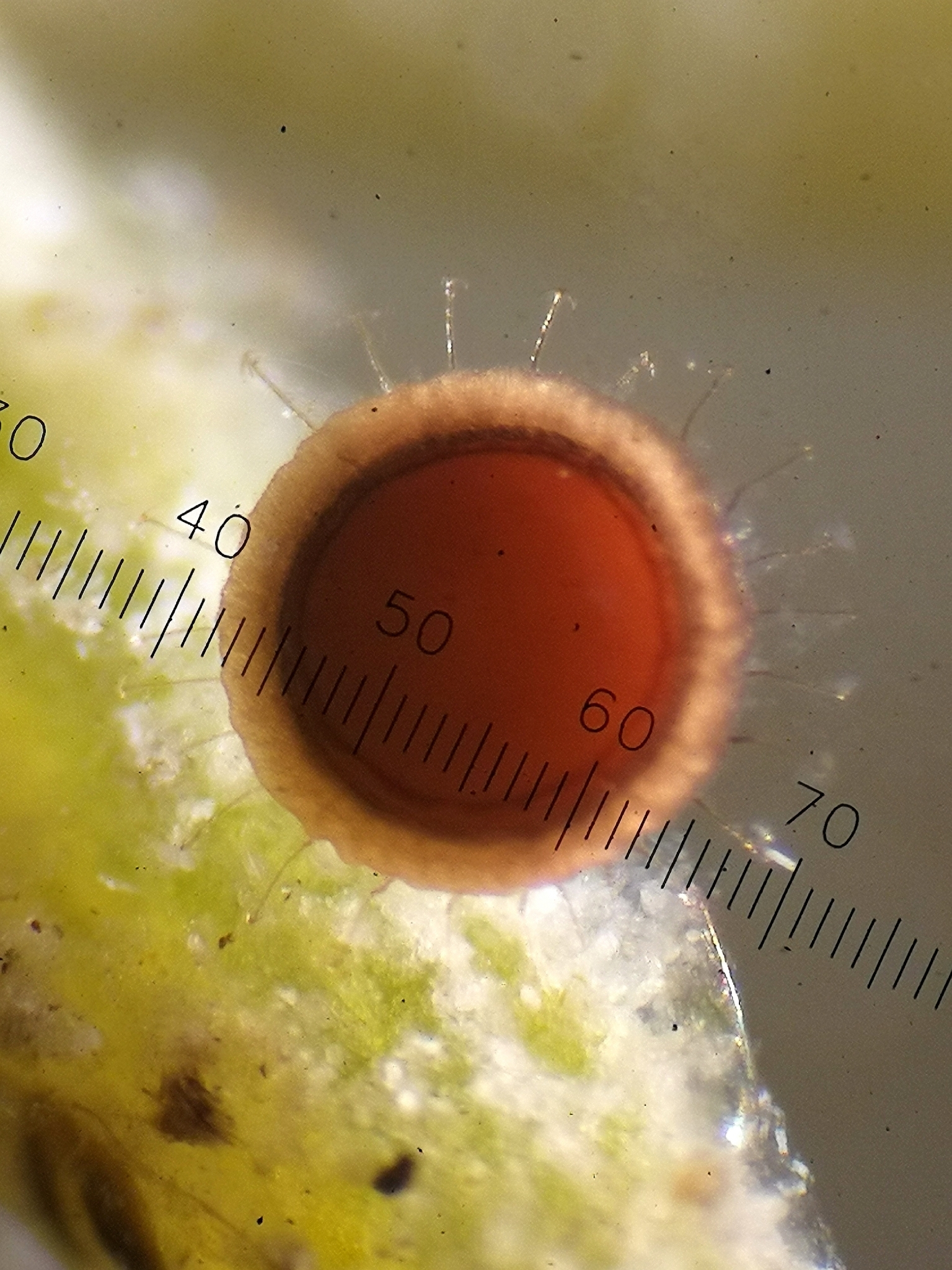 Cristatella mucedo Cuvier, 1798
