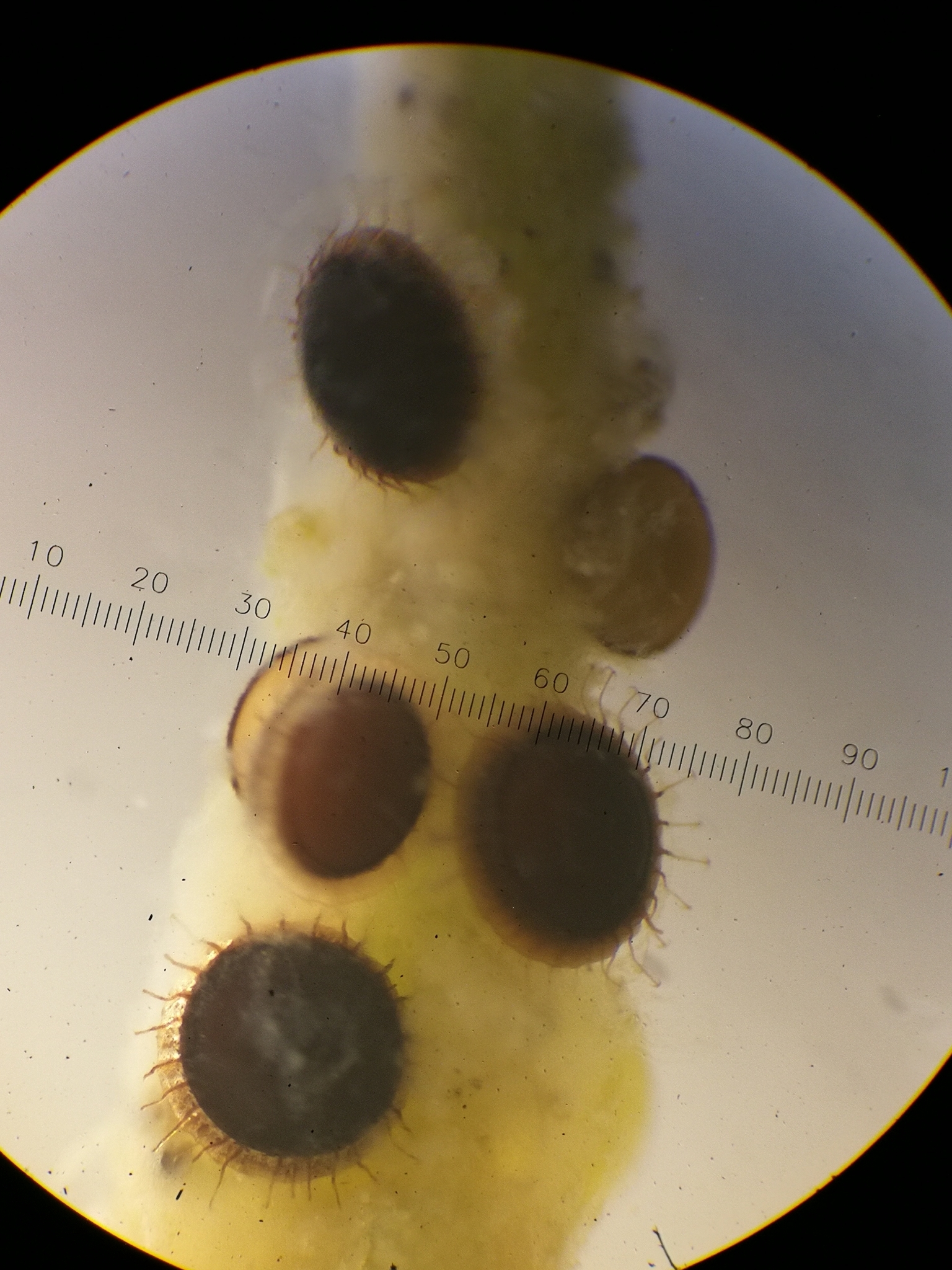 Cristatella mucedo Cuvier, 1798