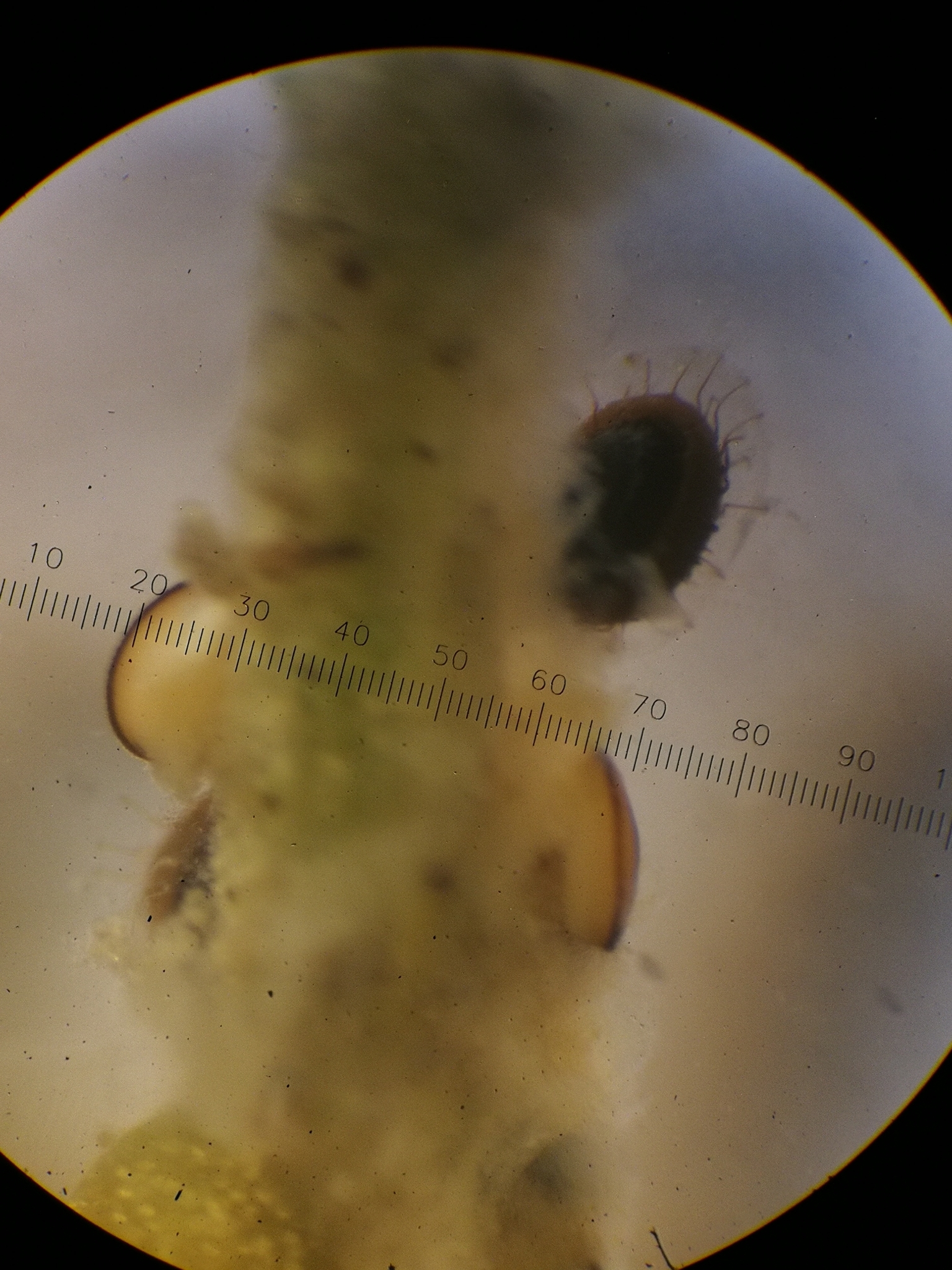 Cristatella mucedo Cuvier, 1798