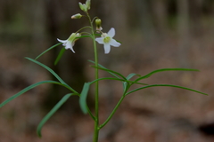 Cardamine dissecta