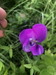Vigna vexillata vexillata